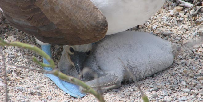 My mother is a blue-footed booby © BW Media